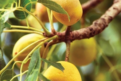 Loài quả lạ động vật ăn vào 'say mềm'