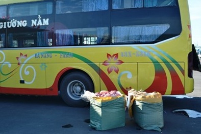 Bắt giữ xe khách giường nằm chở theo 2 tạ nội tạng thối bốc mùi