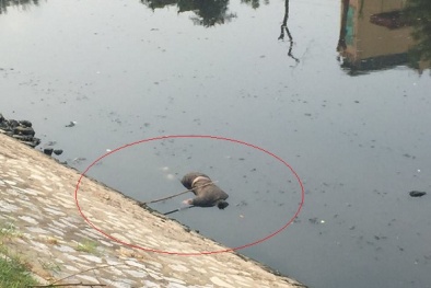 Phát hiện xác người đàn ông nổi trên sông Tô Lịch