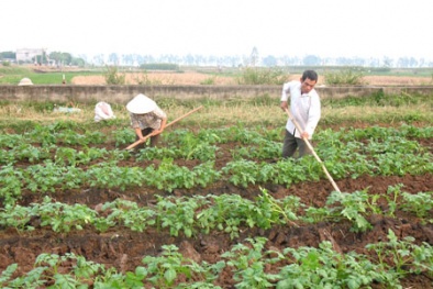 Trồng khoai tây bằng phương pháp giâm ngọn giúp tăng năng suất