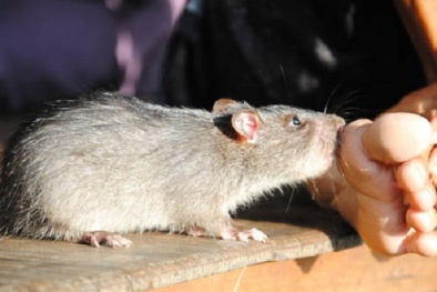 Bàng hoàng bé sơ sinh bị chuột cắn tử vong ngay trong bệnh viện