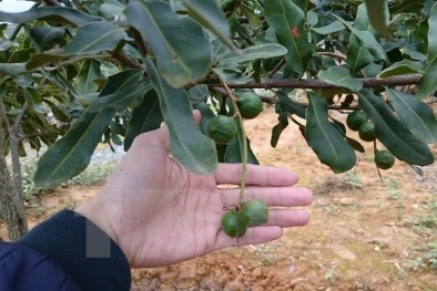 Sơn La có nhiều tiềm năng trồng và phát triển cây mắcca