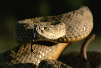 Nhập viện cấp cứu vì cố chụp ảnh tự sướng với rắn chuông