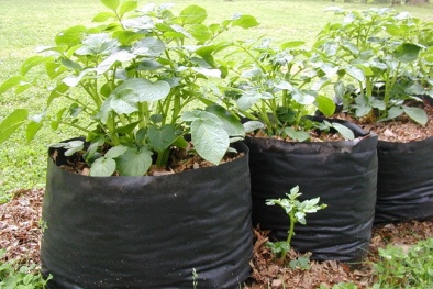 Thử nghiệm cách trồng khoai tây trong túi đơn giản cực sai củ