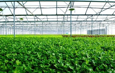 Vingroup xây nhà kính 1.000 tỷ đồng trồng rau tại Vĩnh Phúc