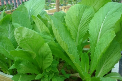 Bỏ túi kỹ thuật và kinh nghiệm trồng rau cải xanh tốt suốt mùa vụ