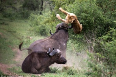 Trâu rừng ‘điên tiết’ húc bay sử tử nhằm bảo toàn mạng sống
