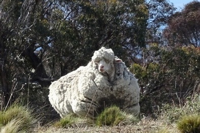 Chú cừu ‘siêu lông’ được giải thoát khỏi bộ lông nặng hơn 40kg
