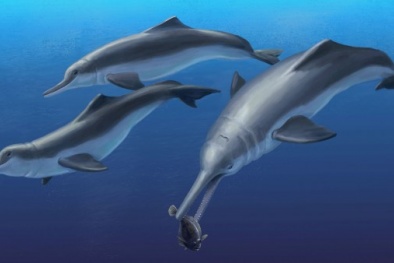 Tìm thấy hóa thạch tổ tiên loài cá heo?