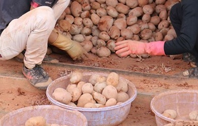 Chiêu 'tân trang' khoai tây kém chất lượng