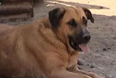 'Cô' chó cho cậu bé 2 tuổi bú sữa để sống sót