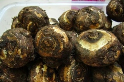 Kỹ thuật trồng khoai sọ đơn giản, 'thu tiền tỷ'