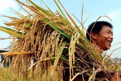 Năng suất lúa tại Bạc Liêu cao nhất từ trước đến nay