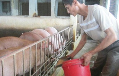 Nuôi lợn bằng thuốc bắc lãi trăm triệu mỗi tháng