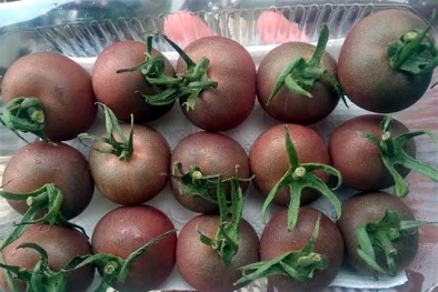 Ăn cà chua lạ, đắt gấp 10 vẫn tranh nhau mua