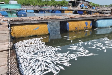 Cá chết hàng loạt vì ô nhiễm, dân ấm ức mang đến UBND tỉnh
