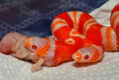 Cận cảnh rắn 'Medusa' hai đầu giá 1 tỷ đồng