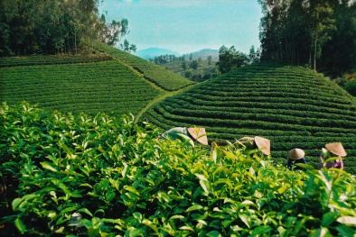 Cây chè Việt Nam đang ‘khóc’ trên thương trường