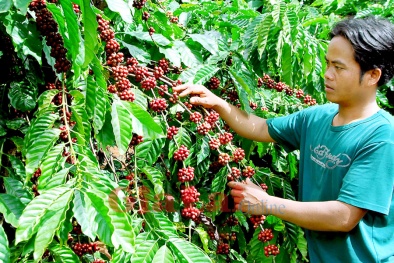 Gia Lai: Thời tiết quá khắc nghiệt, cà phê rụng hàng loạt 