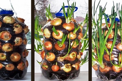 Tuyệt chiêu trồng hành lá trong chai cho rau ăn không xuể