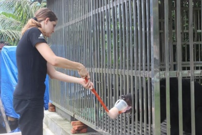 Quảng Ninh: Cứu hộ thành công một con gấu ngựa thích ăn mật ong