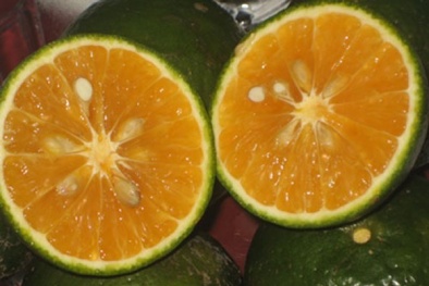 Bí quyết nhận biết cam Trung Quốc bị thương lái ngâm tẩm hóa chất