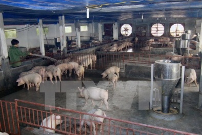 Bộ trưởng Cao Đức Phát chỉ đạo 'siết' quản lý chất cấm trong chăn nuôi