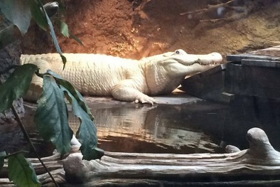 Mỹ: Cá sấu bạch tạng cực hiếm qua đời ở tuổi 28