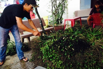 Tiền Giang: Thương lái lạ lại thu mua cau non