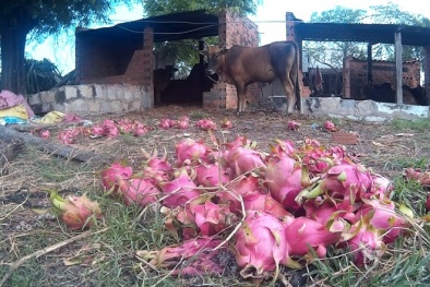 Trái thanh long đổ cho bò ăn là chuyện bình thường!