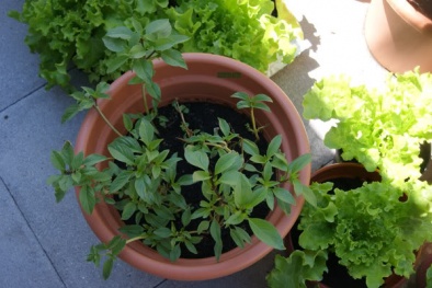 Cách trồng rau húng quế tại nhà xanh non, mập mạp it ai biết