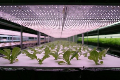 Nhật Bản sẽ trồng rau diếp bằng... robot