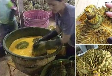 Sầu riêng kém ngọt nếu không ngâm hóa chất thúc chín?