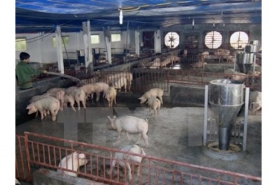 Phát hiện hộ chăn nuôi sử dụng chất cấm vượt chuẩn 500 lần