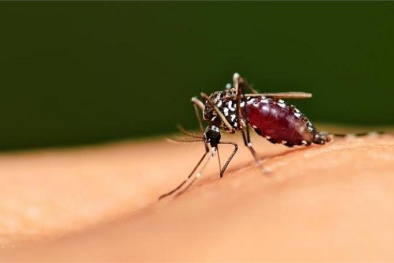 Các thiết bị đuổi diệt muỗi có an toàn như lời quảng cáo?