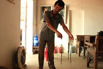 Hải Phòng: Hoảng hồn phát hiện rắn hổ mang bò đầy vào nhà