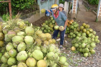 Dừa xiêm Bến Tre 10.000 đồng bán đổ đống ở Hà Nội 
