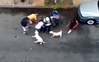 Thả chó pitpull cắn đứt tai người đàn ông trên phố để trả thù