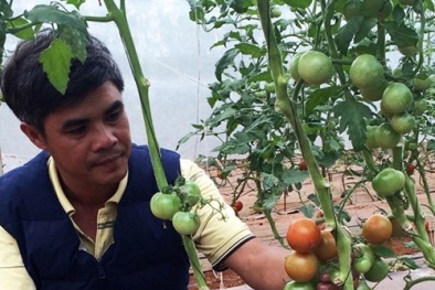 Trang trại rau hữu cơ kiểu Nhật trên cao nguyên