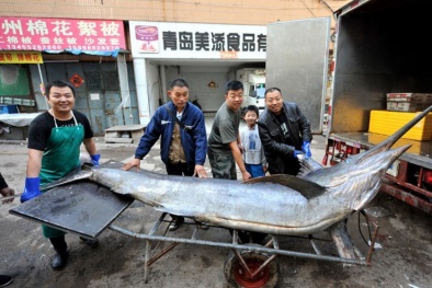 Cá kiếm khổng lồ sa lưới ngư dân Trung Quốc
