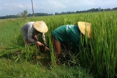 Hàng trăm hecta lúa không kết hạt phải cắt cho bò ăn