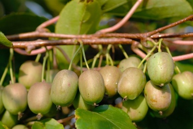 Học lỏm cách trồng kiwi tí hon tại nhà sai trĩu quả