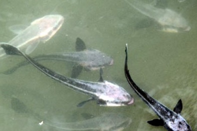 Cá vẫn chết hàng loạt trên sông Chà Và