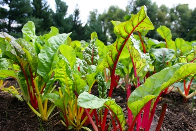 Học cách trồng cải cầu vồng siêu rẻ lại đẹp nhà, ngon cơm