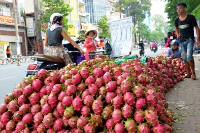 Thanh long đổ đống vỉa hè Hà Nội do đâu?