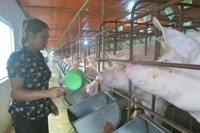 Biến vùng đất trũng thành trang trại tiền tỷ