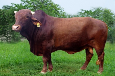 Làm rõ phản ánh hộ nghèo muốn nhận bò giống phải nộp 5,5 triệu đồng