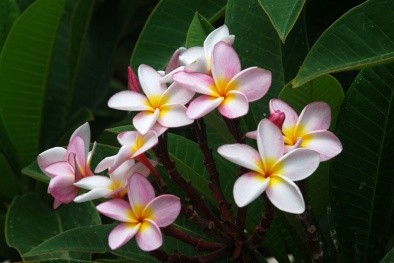 Những loại hoa tuyệt đối không đặt lên ban thờ