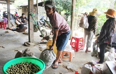 Lùng sục trái mây, cau non bán sang Trung Quốc