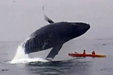 Suýt chết vì bị cá voi 40 tấn bổ nhào vào người khi đi chèo thuyền